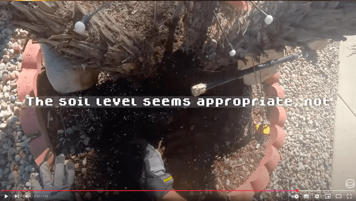 Rooting around with a Date Palm